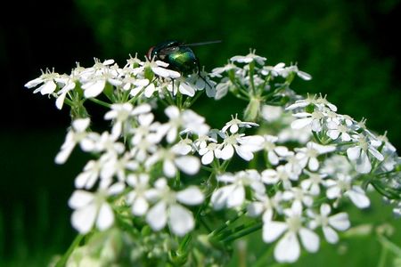 Wilder Kerbel mit Fliege