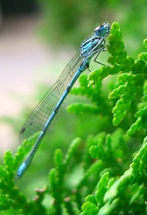 Unbestimmte Libelle