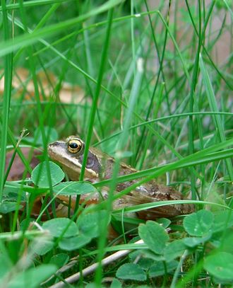 Unbestimmter Frosch