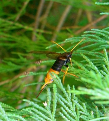 Riesenholzwespe