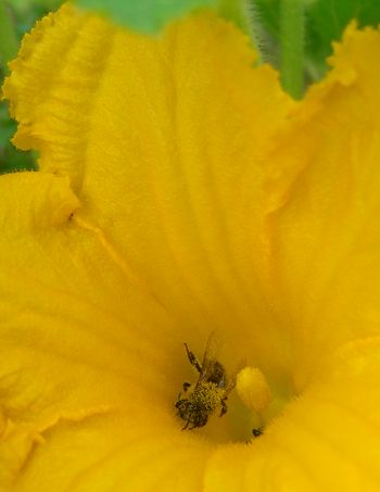 Kürbisblüte stäubt Biene ein