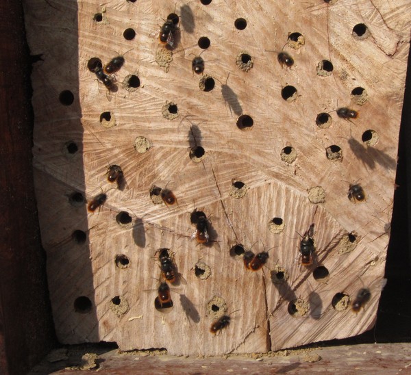 Wildes Gedränge am Bienenhotel