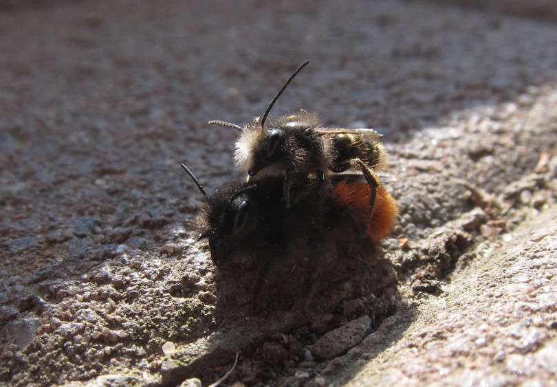 Mauerbienen bei der Paarung
