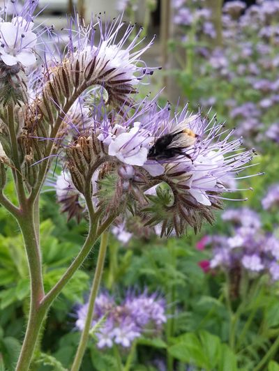 Die Gründüngung Phacelia (Bienenfreund) macht ihrem deutschen Namen alle Ehre.Hummeln und Bienen lieben sie gleichermaßen.