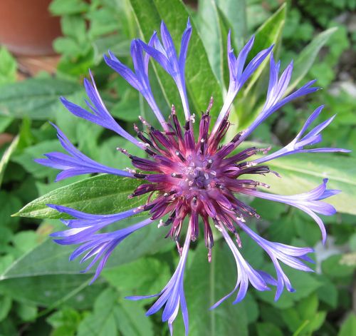 Bergflockenblume