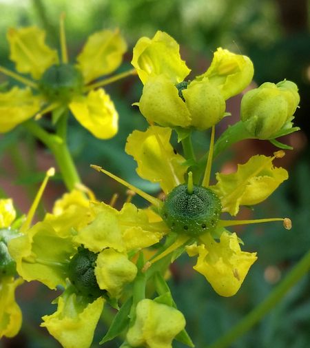 Weinrauten-Blüte