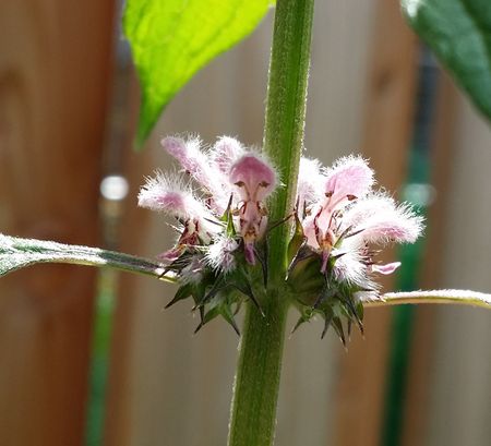 Zum ersten Mal wächst dieses Jahr das Herzgespann in unserem Garten