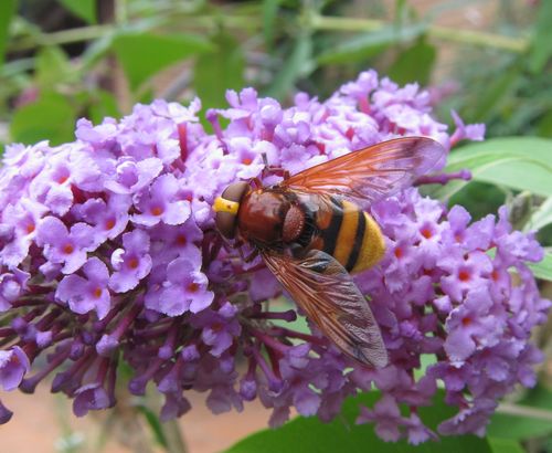 Riesige (leider unbestimmte) Schwebfliege auf dem Sommerflieder