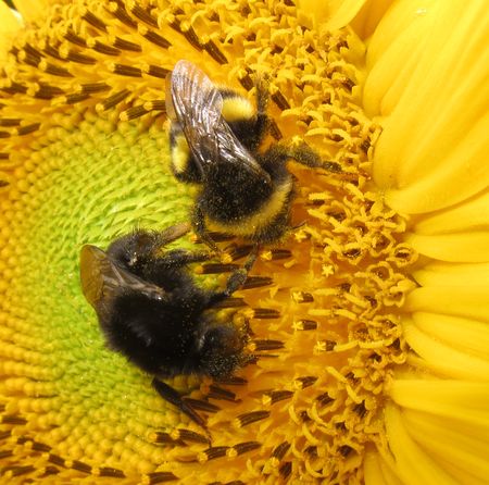 Sonnenblume mit Hummelbesuch