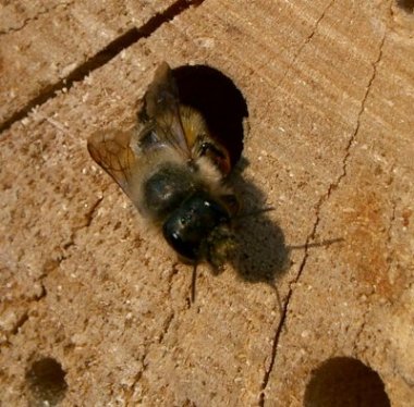 Eine Mauerbiene im Holzklotz